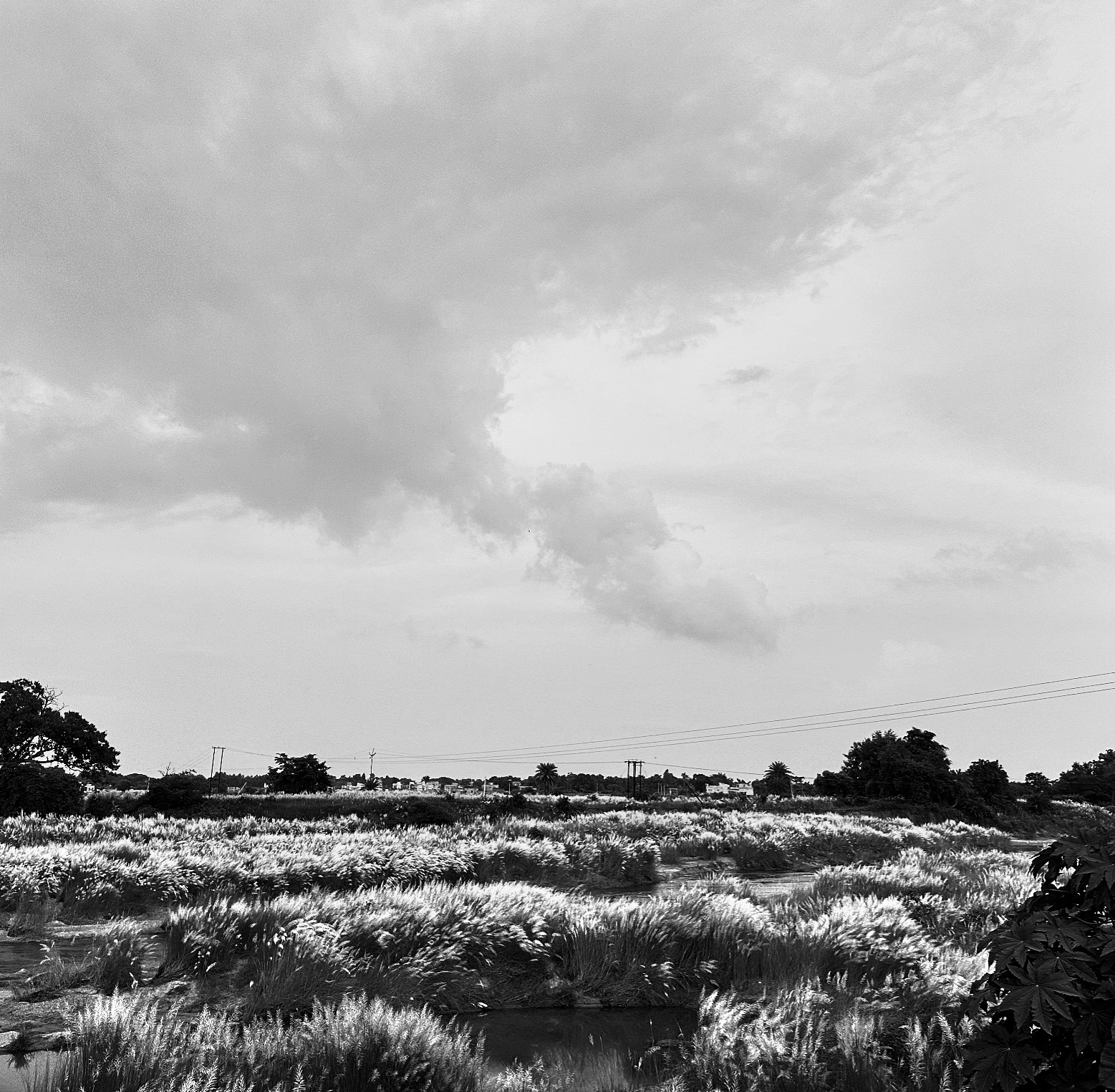 Kash flowers beneath a dramatic cloud over a rural landscape in Bankura